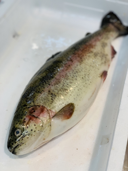 奥日向サーモン