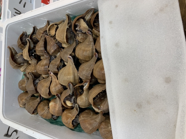 5日 特大つぶ貝