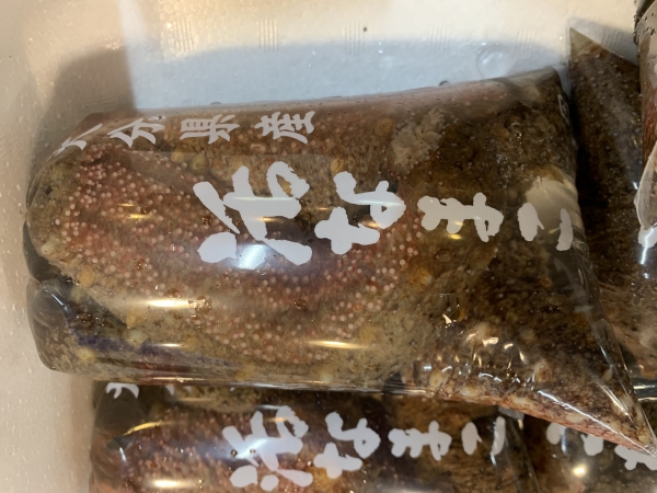 18日 赤ナマコ②