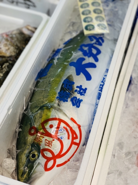 養殖カボスブリ