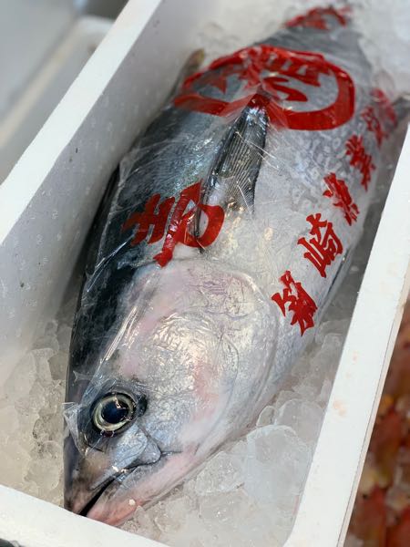 19日 コシナガマグロ