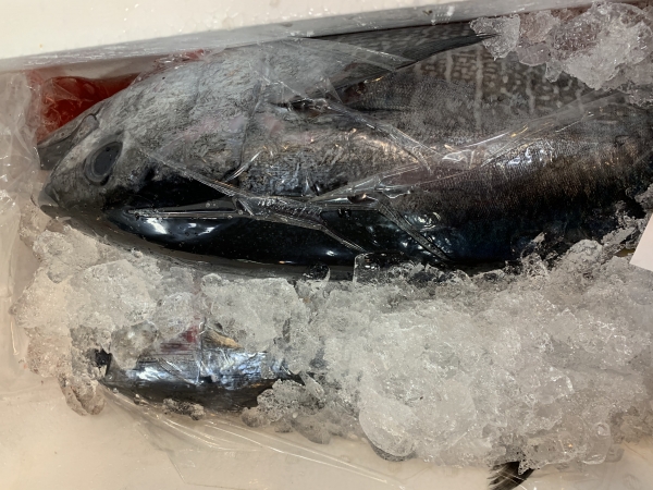 18日 ヨコワマグロ