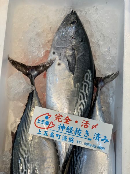 12日 ヤイトガツオ