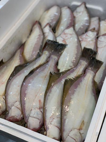 5日 キツネカレイ