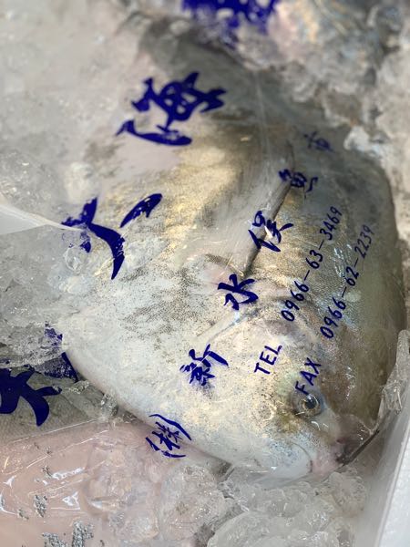 13日 マナガツオ