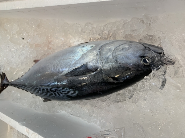 15日 ヤイトガツオ