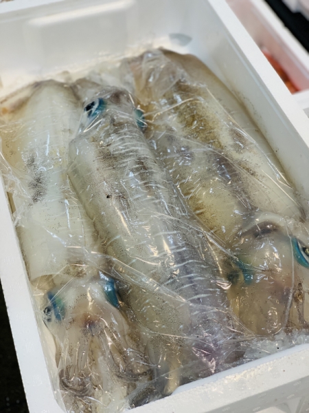 8日 アオリイカ