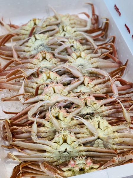 1日 ズワイガニ