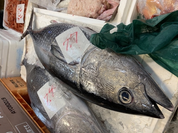 11/13 ヨコワマグロ