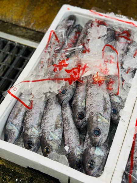 17日 スミクイウオ