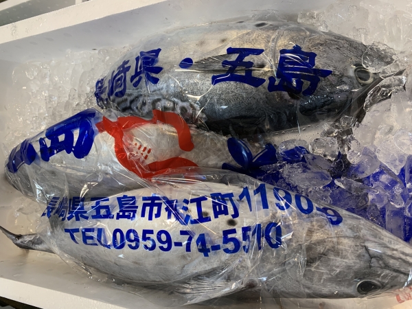 28日 ヤイトガツオ