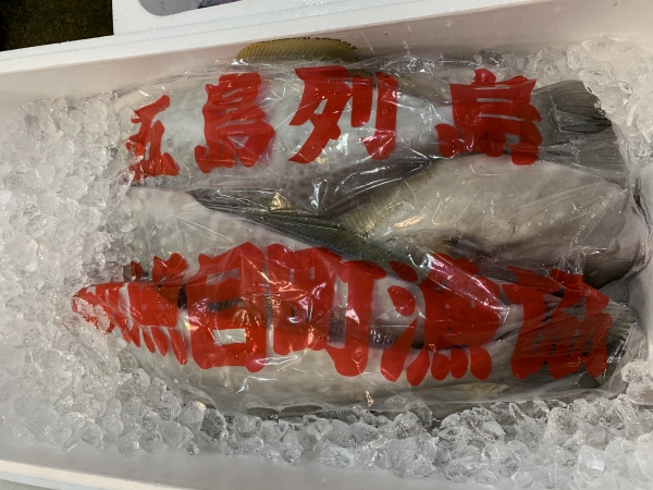 28日 ウスバハギ