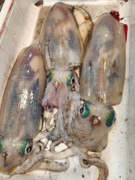 8日  アオリイカ