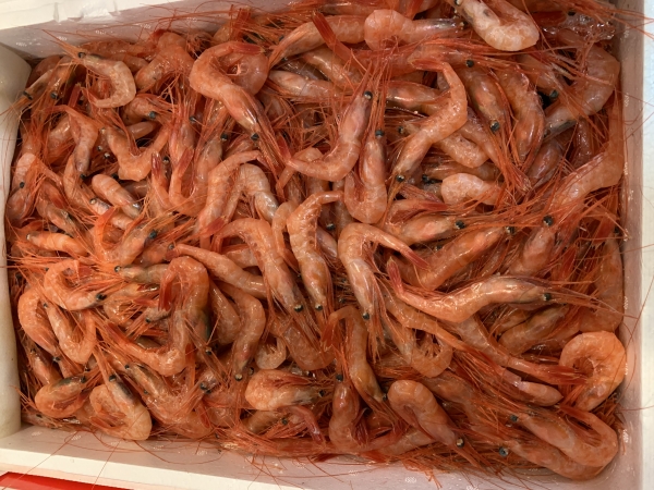 11/13 甘エビ