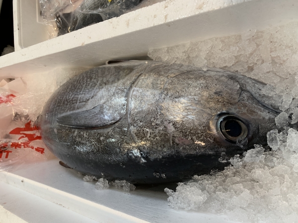 19日 コシナガマグロ