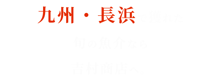 九州・長浜で獲れた