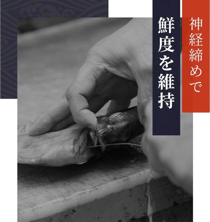 神経締めで 鮮度を維持